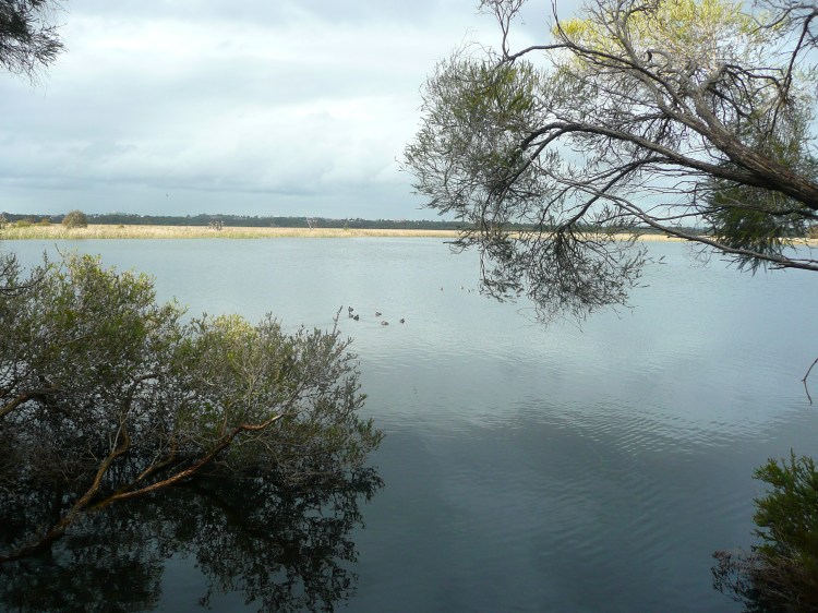Wetlands on a wet day